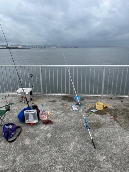 サヨリいてましたよー。