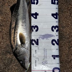 クリクリ目玉のシーバスが釣れた