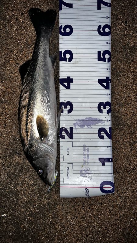 クリクリ目玉のシーバスが釣れた