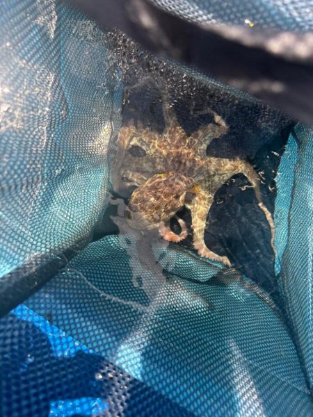 タコ　中型以上がパラパラ