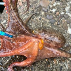 オクトパッシング6