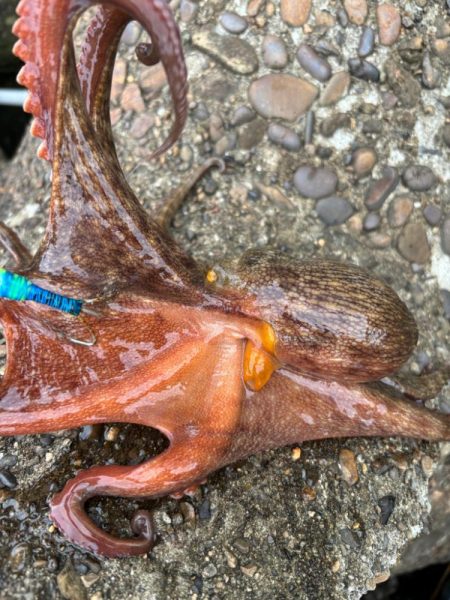 オクトパッシング6