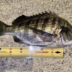 鯵さん、おかえり〜😁