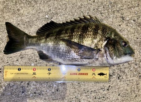 鯵さん、おかえり〜😁