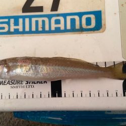 シロギスタ、本庄浜竜宮城で玉手箱