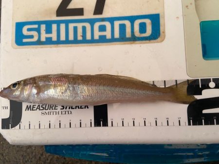 シロギスタ、本庄浜竜宮城で玉手箱