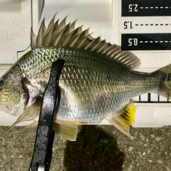 なんとかギリギリ中サイズ🐟