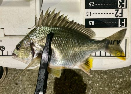 なんとかギリギリ中サイズ🐟