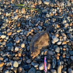 フラットフィッシュ