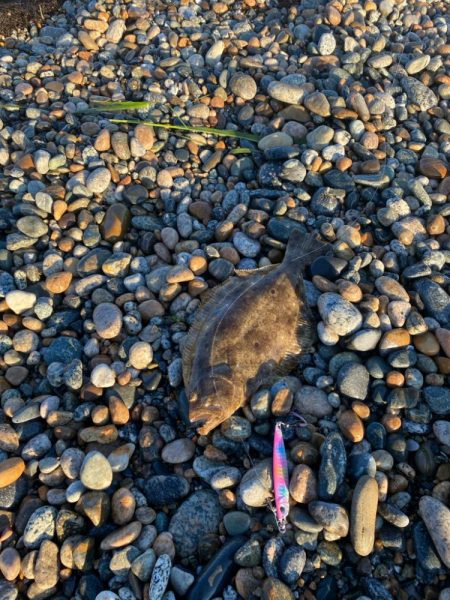 フラットフィッシュ