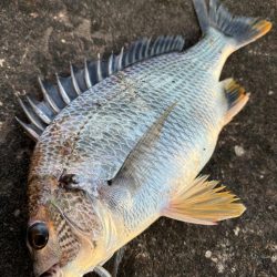 ヘチってきました