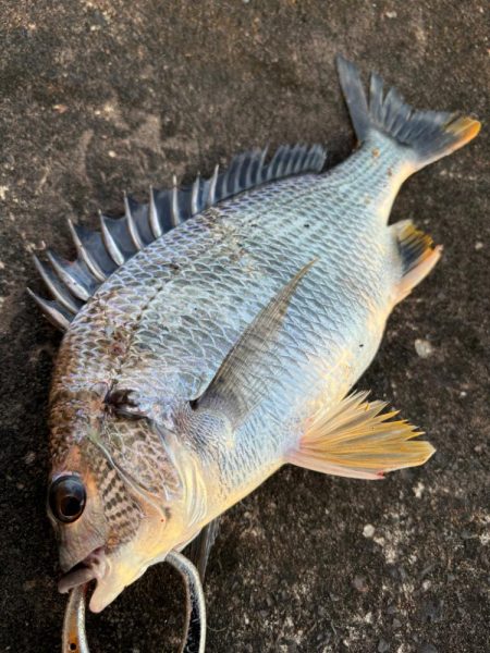 ヘチってきました