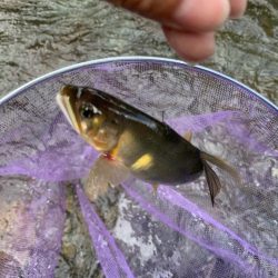 鮎の友釣りチャレンジ