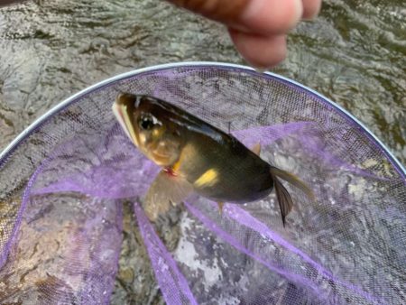 鮎の友釣りチャレンジ