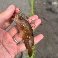 小浜ライトロック