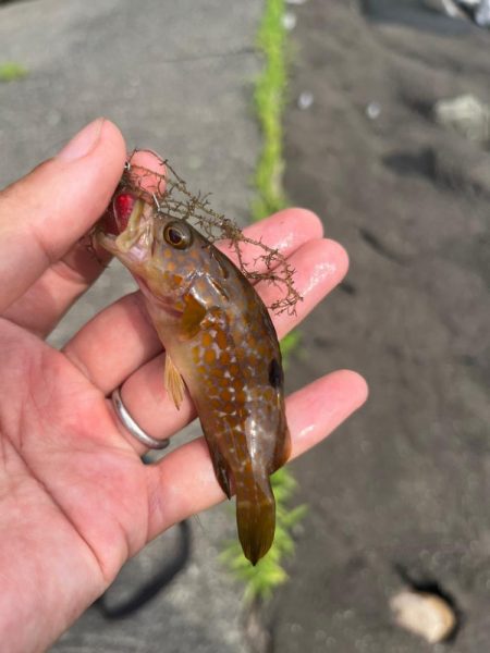 小浜ライトロック