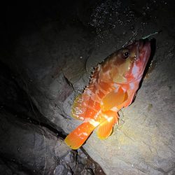 尾鷲ロックフィッシュ