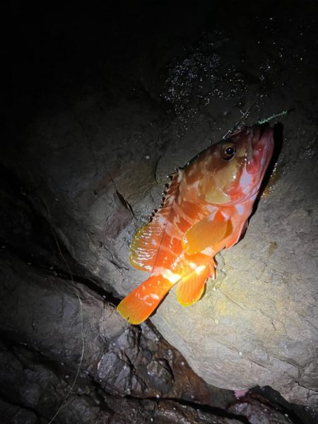 尾鷲ロックフィッシュ