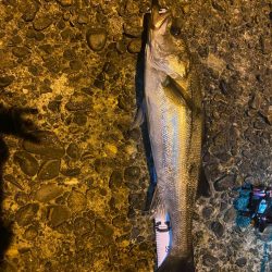 深夜帯アジング釣査