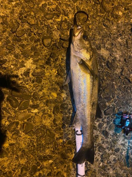 深夜帯アジング釣査