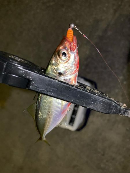 表層は豆軍団、ボトムはまあまあ👍