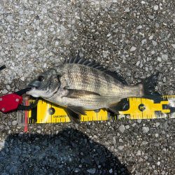 熱中症注意!チヌフカセ