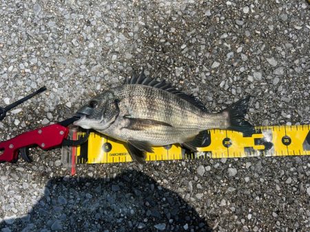 熱中症注意!チヌフカセ