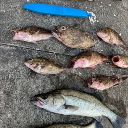 ガシラの活性高く２０センチオーバー釣れます