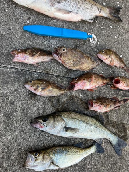 ガシラの活性高く２０センチオーバー釣れます