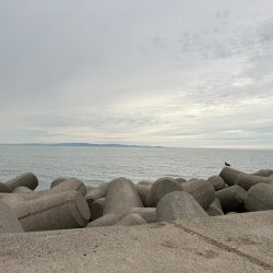 魚津港 フカセ釣り