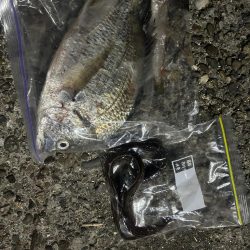 アオイソメちゃん