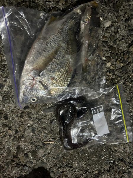 アオイソメちゃん