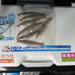 シロギス釣り