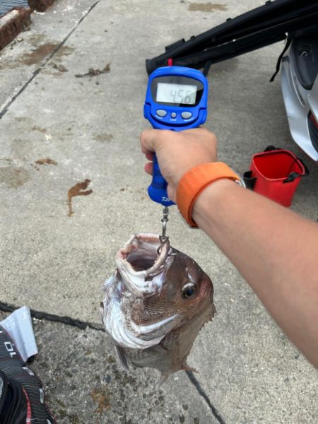 キス釣り行ったのに、まさかの鯛