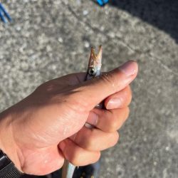 小浜ロックフィッシュ