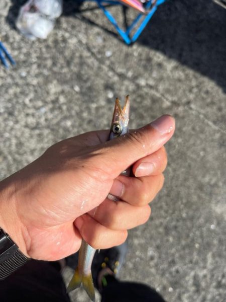 小浜ロックフィッシュ