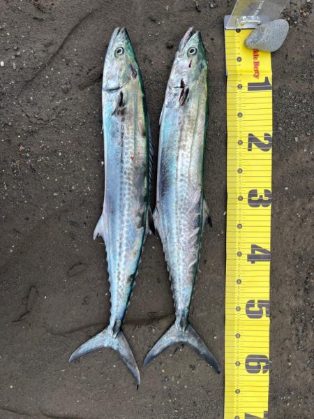 君じゃないんだけど、まあいいか