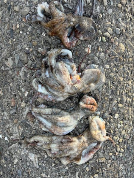 オクトパッシング12