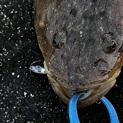 水温高い日はマゴチ率高い？