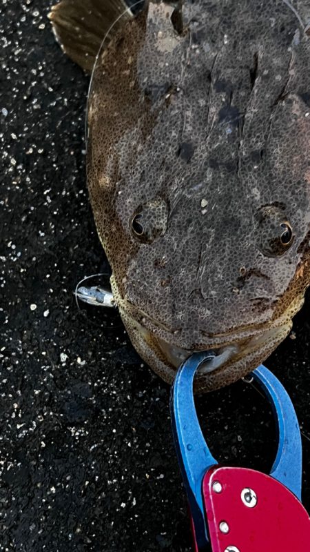 水温高い日はマゴチ率高い？