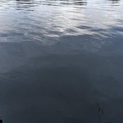 マゴチをバイブレーションで釣る