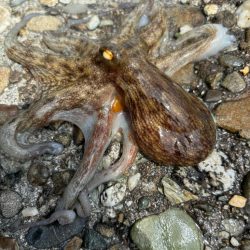 オクトパッシング5