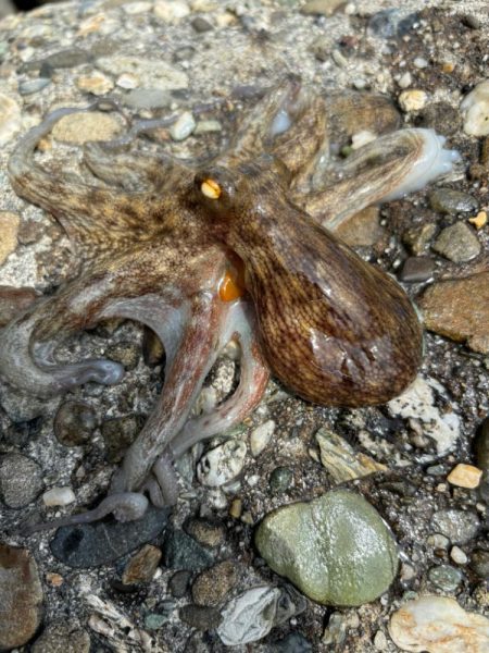 オクトパッシング5