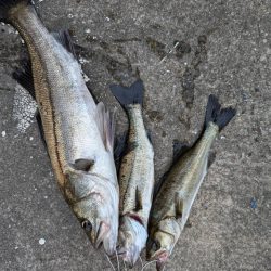 エビ撒き好調です