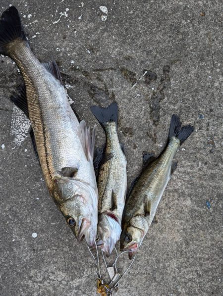 エビ撒き好調です