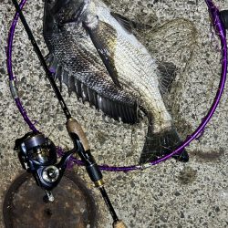 苦潮?ライトワインド