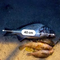 クロダイなど四目達成