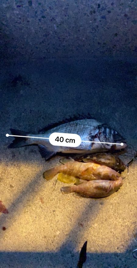 クロダイなど四目達成