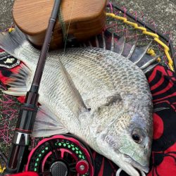 ヘチってきました