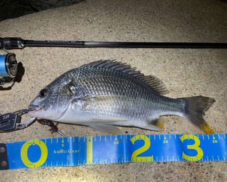 淀川ブリームゲーム